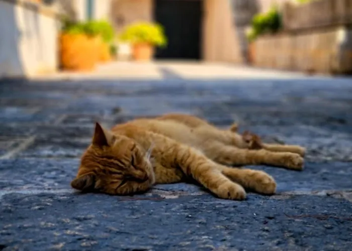 Anica - Luxurious With A Sea View 杜布罗夫尼克