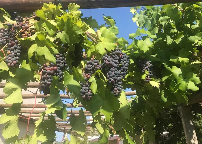 Anica - Luxurious With A Sea View 杜布罗夫尼克