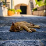Villa Anica Dubrovnik - Luxurious With A Sea View Dubrovnik