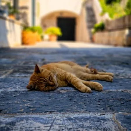 Anica - Luxurious With A Sea View ドゥブロブニク