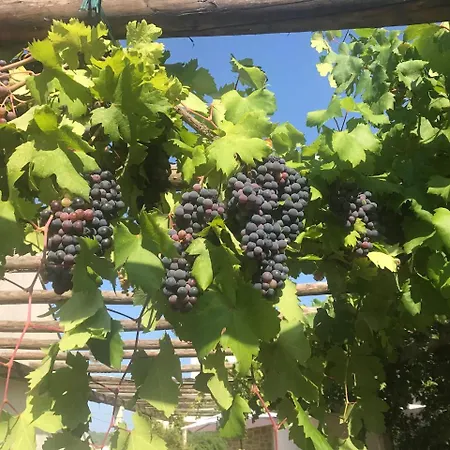 Anica - Luxurious With A Sea View ドゥブロブニク